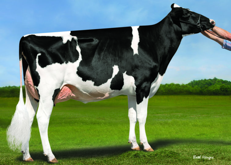 Apple-Pts Amita-ET, EX-92 | Daughter of 94HO17998 Crush | Owned by Golden Oaks Farm