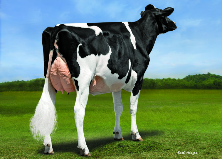 Apple-Pts Amita-ET, EX-92 | Daughter of 94HO17998 Crush | Owned by Golden Oaks Farm