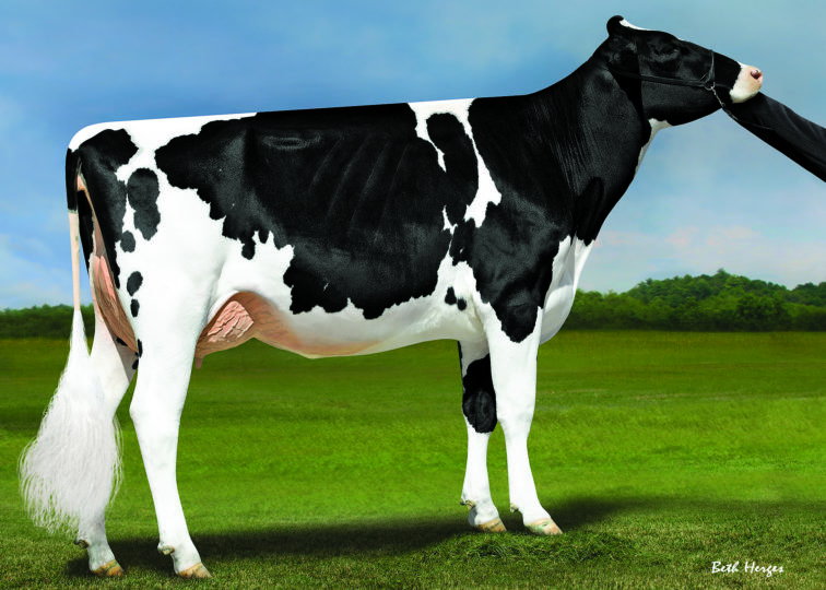 Ducket Crush Tampa-ET, EX-90 | Daughter of 94HO17998 Crush | Owned by Brandon Smith
