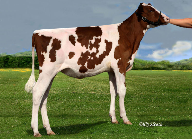 C-Rhodes-FT Aris Valory-Red | Daughter of 94HO0910 Aristocrat-Red | Owned by Elizabeth Rhodes