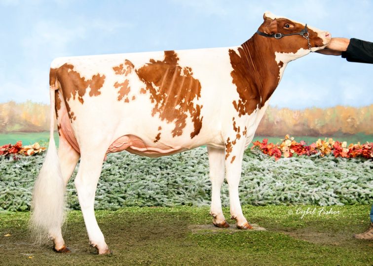 Holbric Ammo A-Canadian-Red, VG-88 | Daughter of 94HO18241 Ammo-P*RC | Owned by Adam Olbrich & Megan Ford