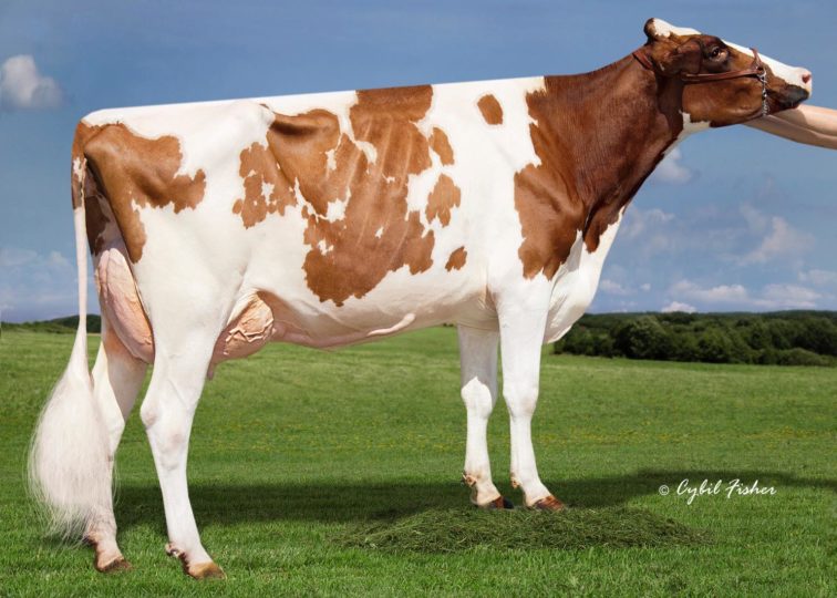 Yorkmont Ammo Lovely-Red, EX-92 | Daughter of 94HO18241 Ammo-P*RC | Owned by Brent Perry